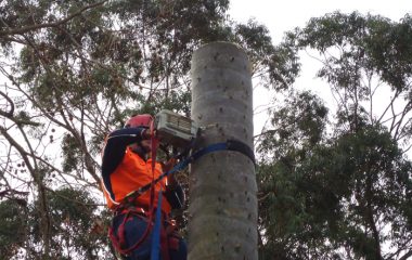 Tree Removal North Shore Sydney