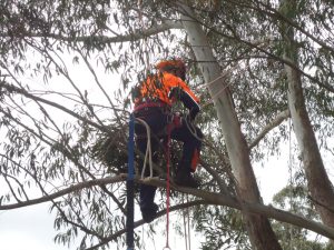Tree trimming and pruning North Sydney