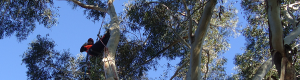 Tree Trimming North Shore Sydney