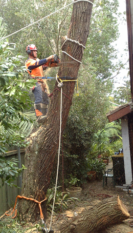 Sydney Tree Removal