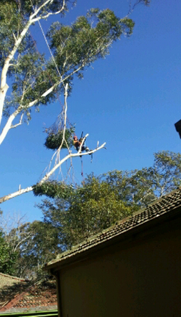 Tree Trimming Sydney