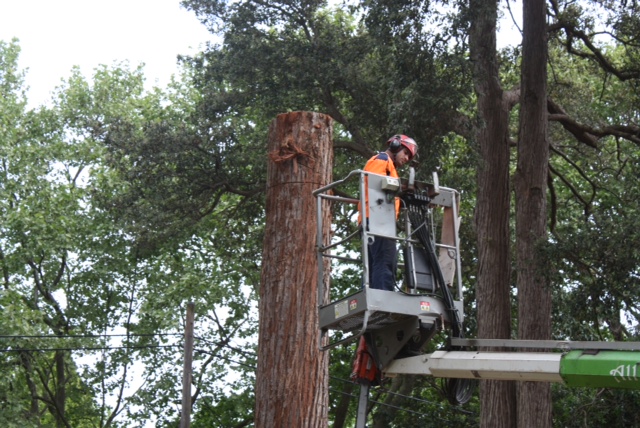 Emergency Tree Removal Linley Point