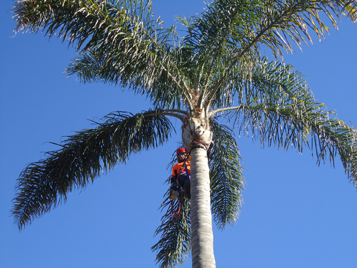 sydney tree removals