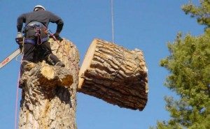 tree removal north shore sydney