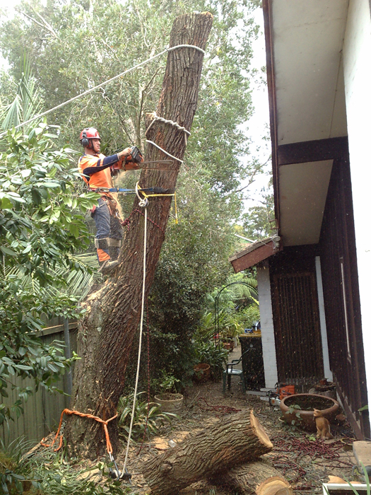 north sydney tree service