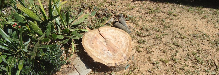 Removal Tree Stump Sydney