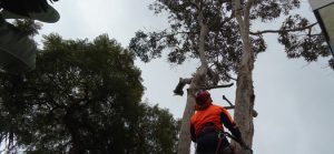 Tree Surgeon Sydney