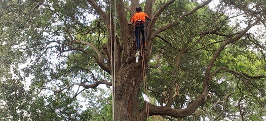 Tree Lopping Sydney