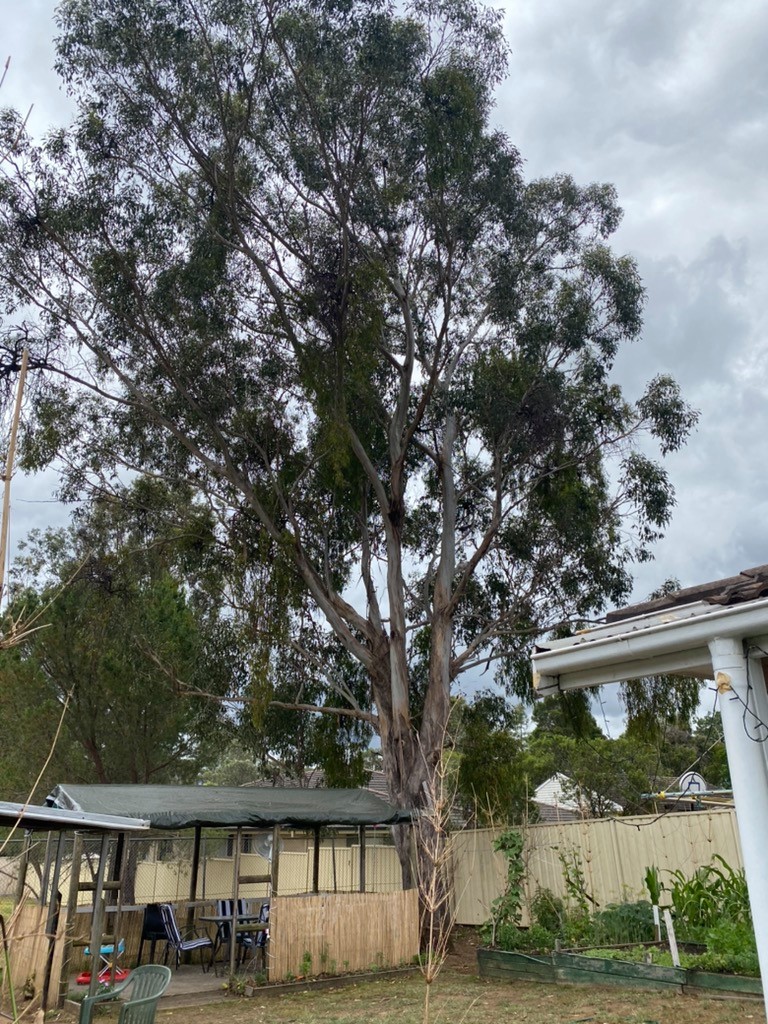 Tree Lopping North Sydney