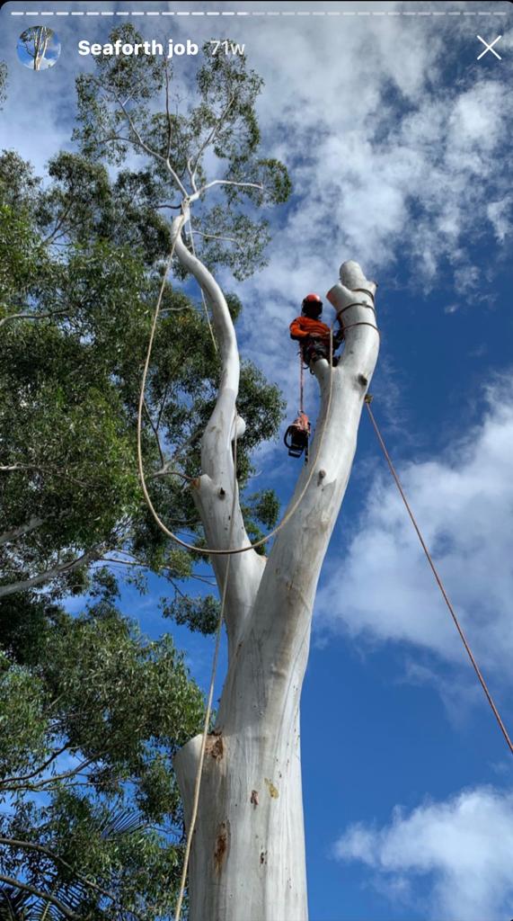 North Sydney Tree Lopping