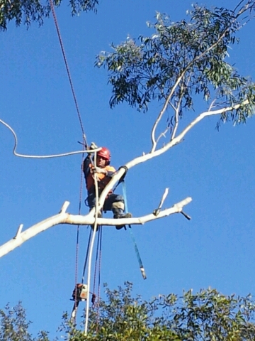 Tree Trimming Services Sydney