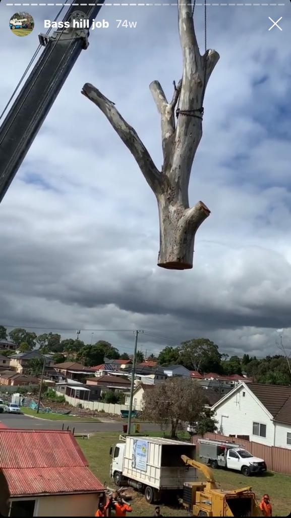 north sydney emergency tree service