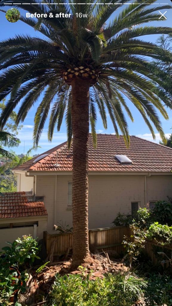 North Sydney Arborist Report