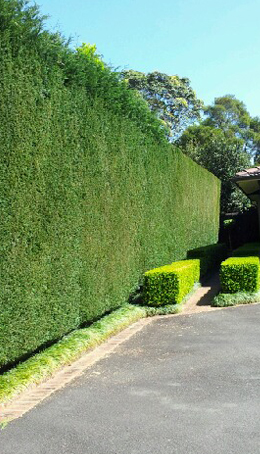 North Sydney Tree Pruning